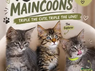 Maine Coon cats REDUCED MAINECOON KITTENS READY NOW 1 boy 1 girl - Advert 9