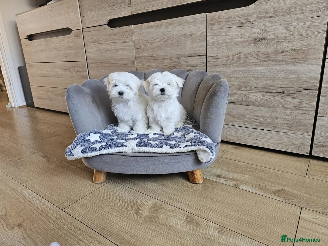 Maltese dogs for sale: Korean Maltese Puppies Available  - Advert 5