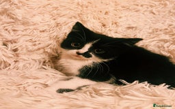 Mixed Breed cats for sale: Gorgeous Playful British Shorthair X Kittens - Image 21
