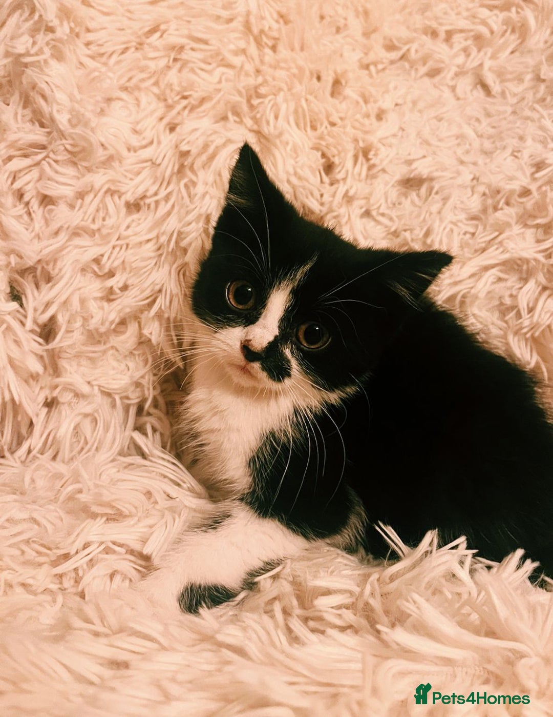 Mixed Breed cats for sale: Gorgeous Playful British Shorthair X Kittens - Image 21
