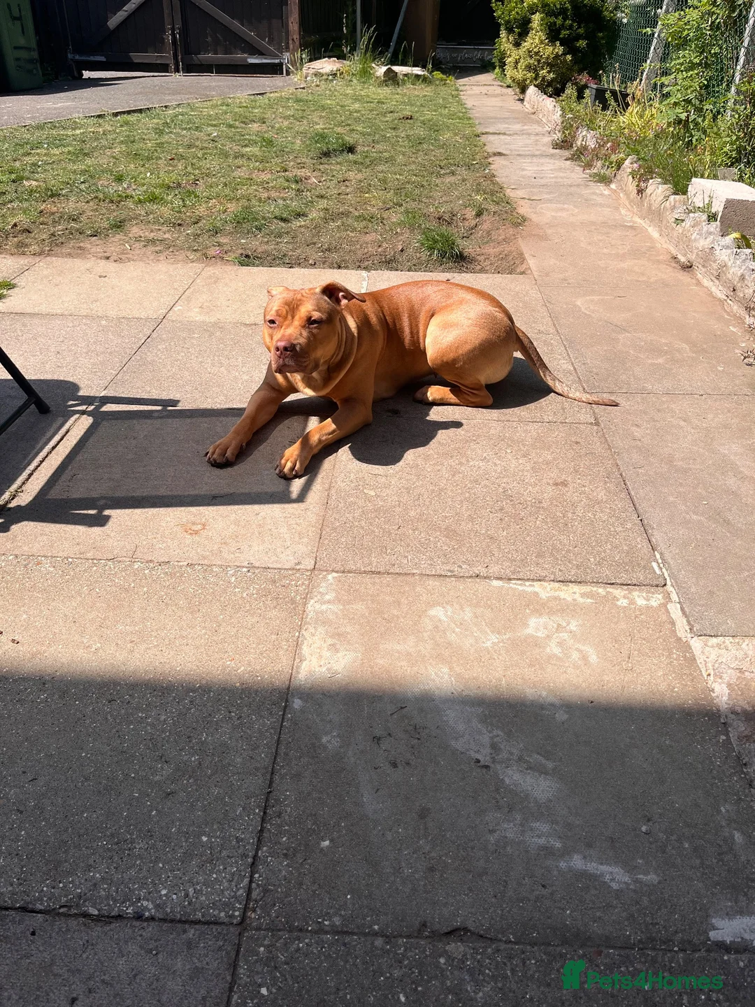 Mixed Breed dogs for sale: Our beautiful Penny in Peterborough - Advert 1