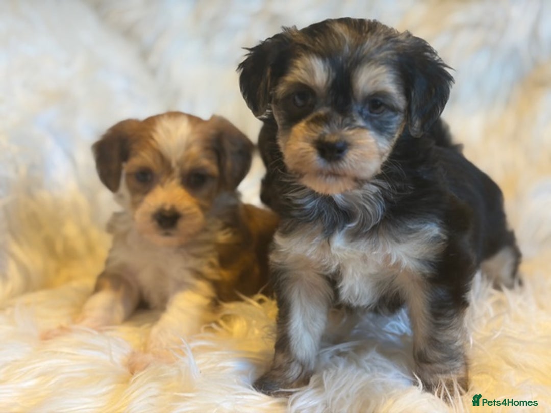 Chinese Crested dogs for sale: KC Reg Chinese created puppies - Advert 8