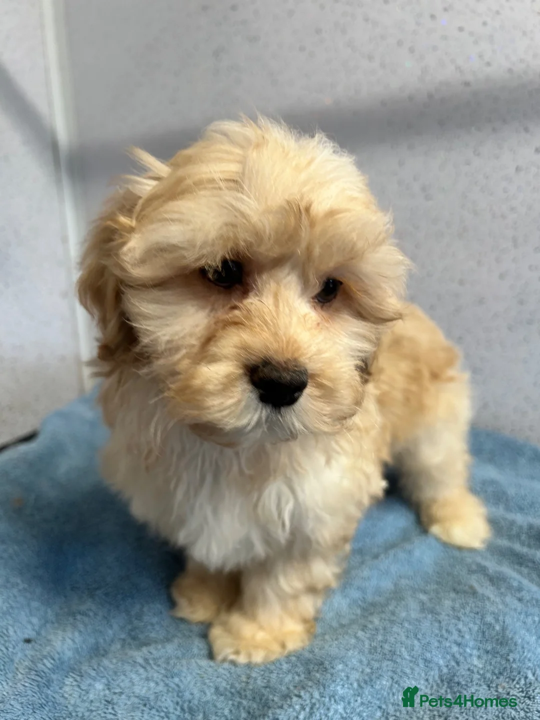 Shihpoo dogs for sale: Two stunning shihpoo boys - Advert 2