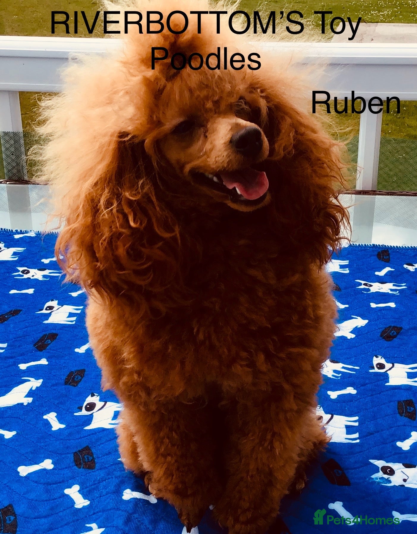 Toy Poodle dogs KC registered outstanding toy boy  - Advert 2