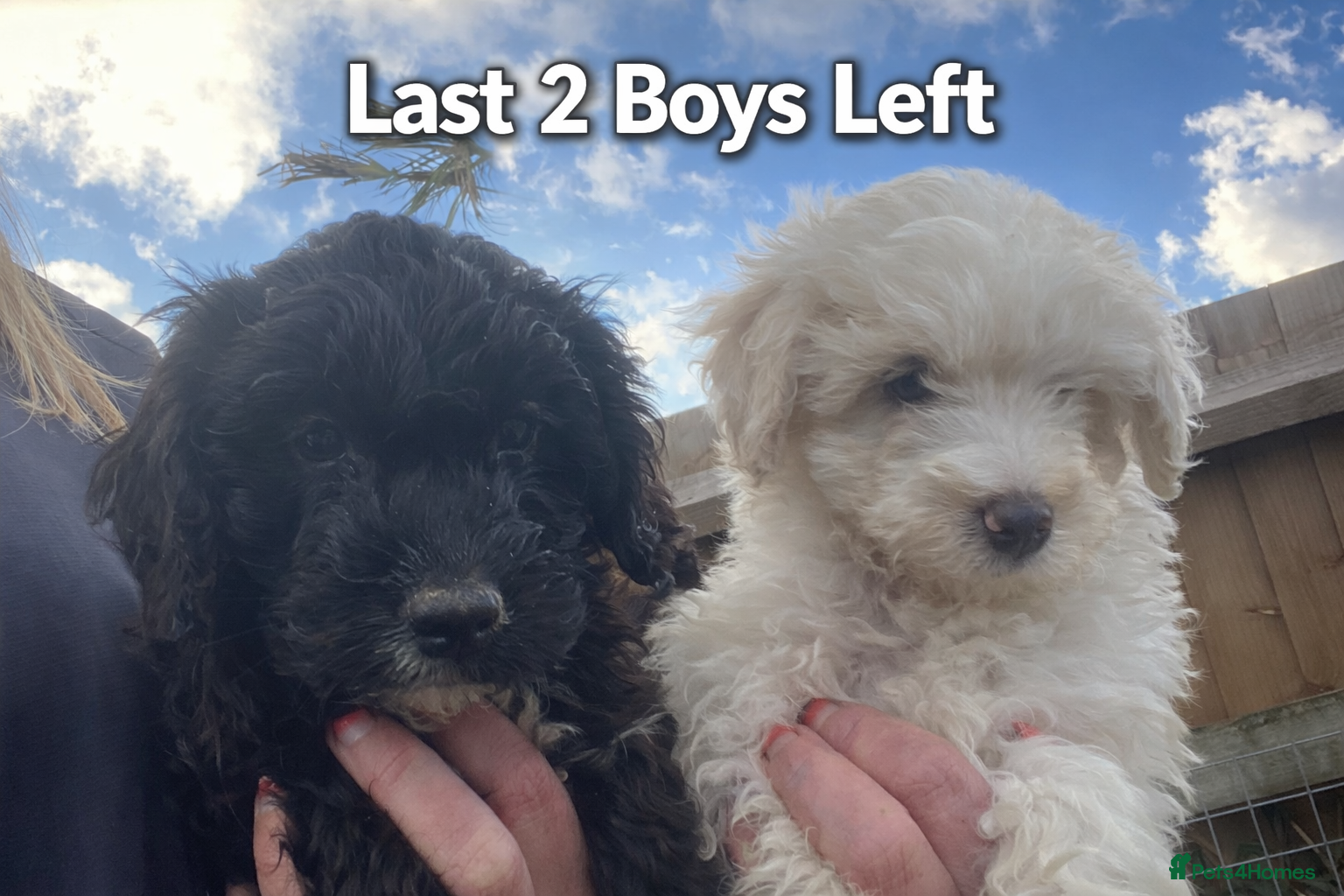 Cockapoo dogs Last 2 Boys Ready to leave Stunning F1B cockapoo  - Advert 1
