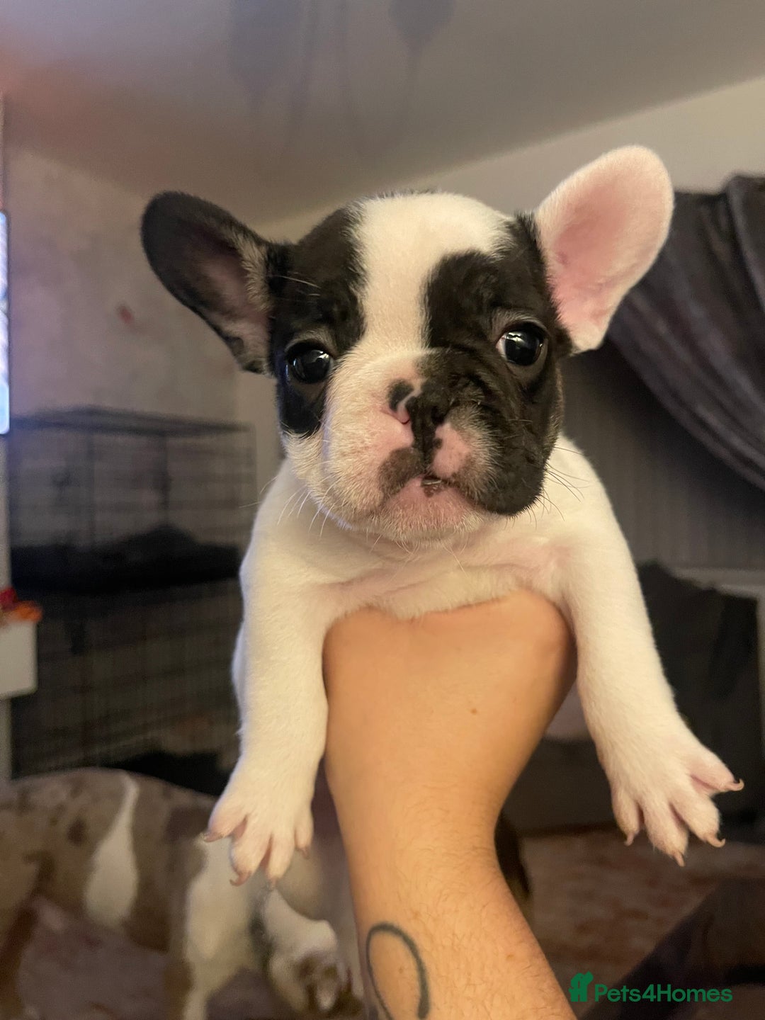 French Bulldog dogs for sale: French bull dog puppies - Image 7