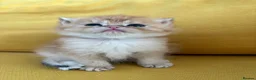 British Shorthair cats for sale: BEAUTIFUL GOLDEN BSH KITTENS AVAILABLE TO RESERVE - Advert 4