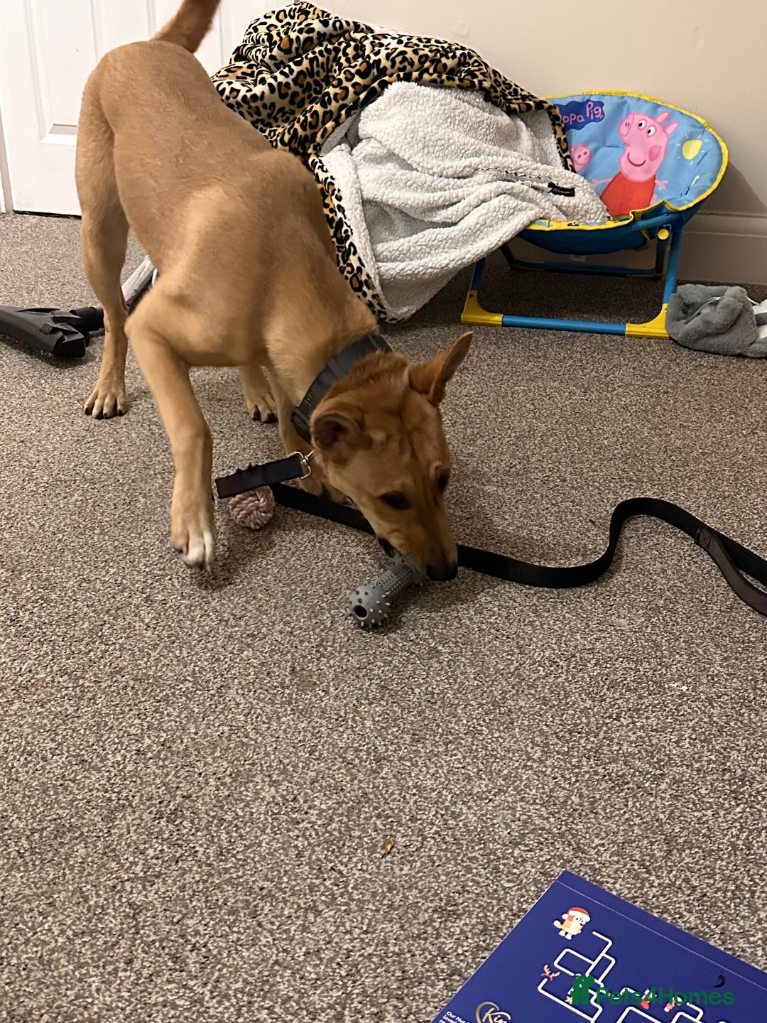 Mixed Breed dogs for sale: Little lexi - Advert 1