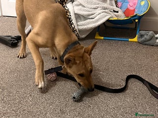 Mixed Breed dogs Little lexi - Advert 1