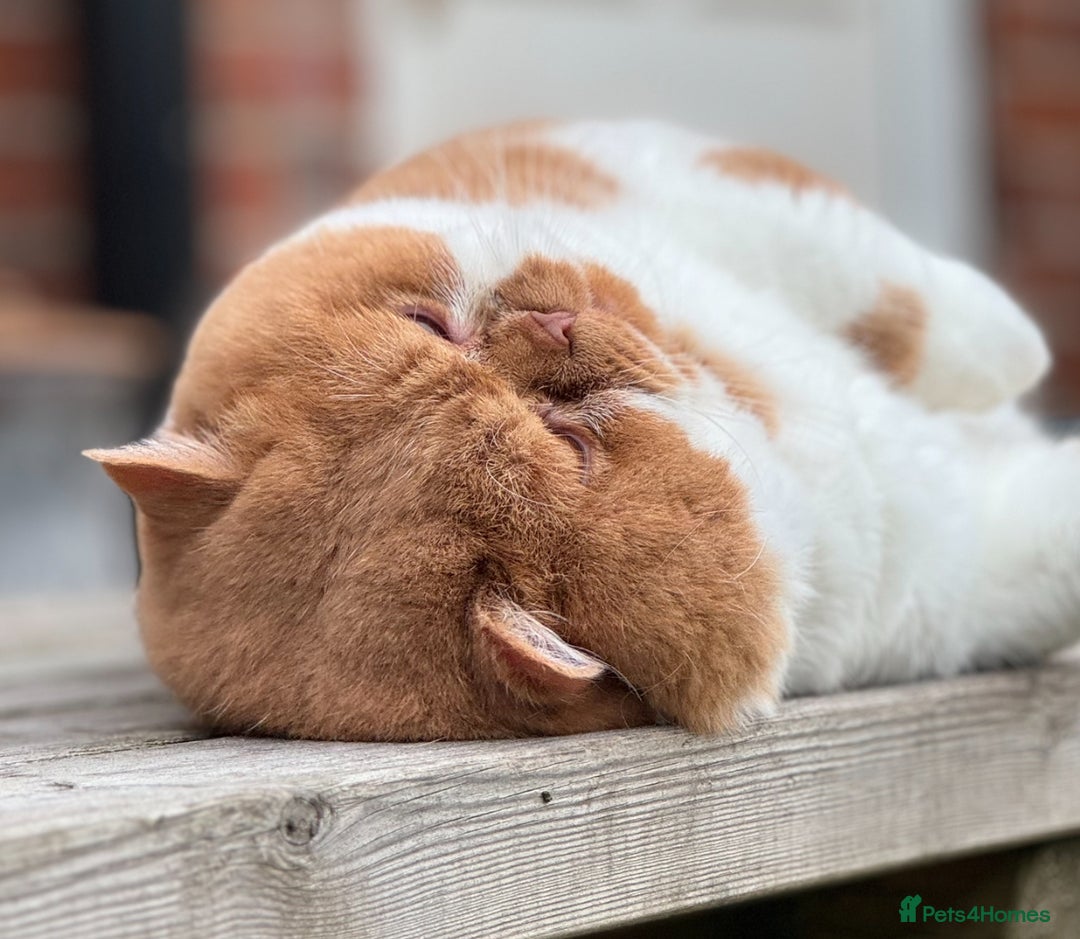 British Shorthair cats for stud: Tica CH red /white Cinnamon carrier ( limited time in Leeds - Advert 9