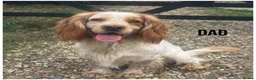 Cocker Spaniel dogs for sale: Pure Breed Cocker Spaniel Puppies For Sale - Advert 11