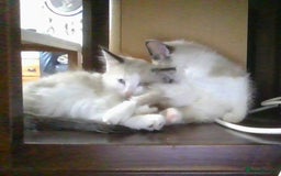British Longhair cats for sale: 4 Beautiful Kitties Ready - Image 12