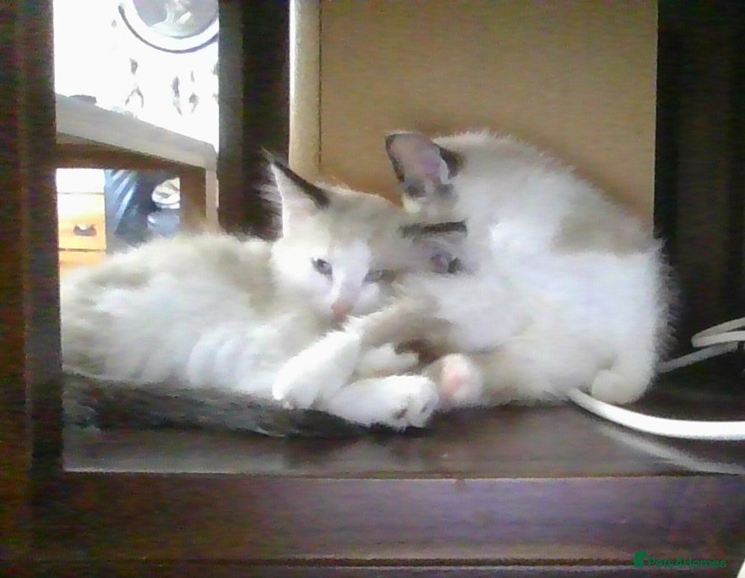 British Longhair cats for sale: 4 Beautiful Kitties Ready - Image 12