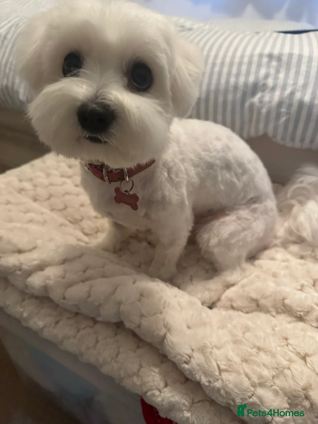 Maltese dogs for sale: Lily - 5 generation KC registered Maltese - Advert 1
