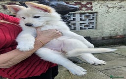 German Shepherd dogs for sale: German Sheperd long hair striaght back - Image 6