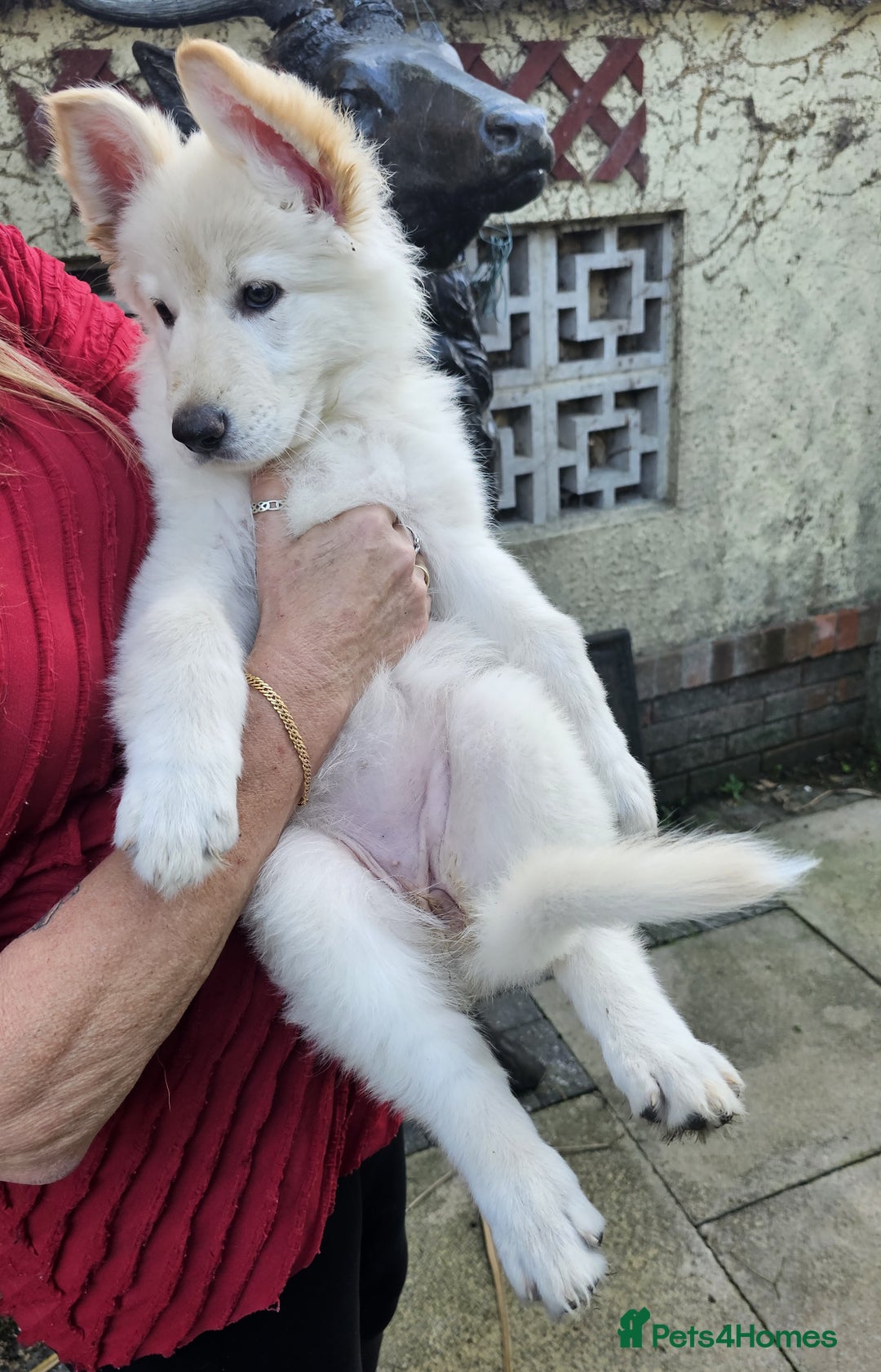 German Shepherd dogs for sale: German Sheperd long hair striaght back - Image 6