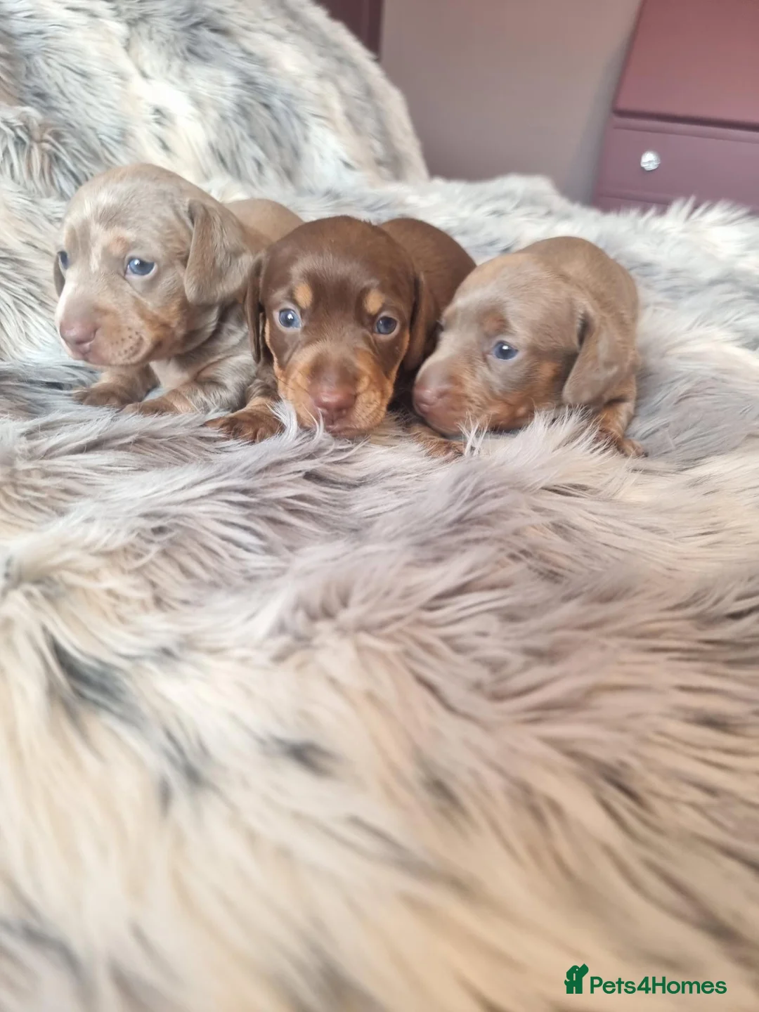 Miniature Dachshund dogs for sale: Stunning Top Quality Mini Dachshunds - Advert 2