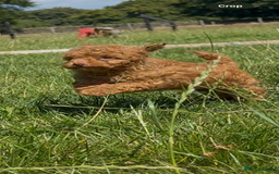 Toy Poodle dogs for sale: Miniature toy poodles - Image 2
