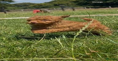 Toy Poodle dogs - Advert 6