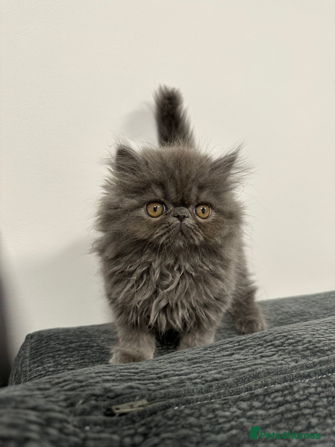 Persian cats for sale: ⭐️ Exceptional Persian x Exotic Kittens ⭐️ - Advert 17