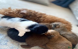 Pomapoo dogs for sale: ASIAN LINES RARE TOY POMAPOO - Image 11