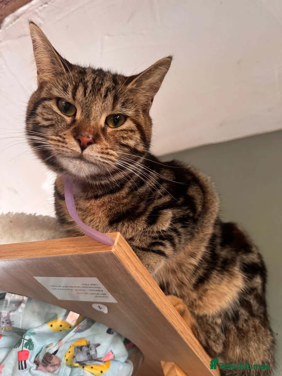 Mixed Breed cats for sale: Mixed Breed Litter  - Advert 2