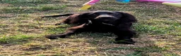 Cocker Spaniel dogs for sale: Beautiful working cocker spaniel puppies in Wickford - Advert 4