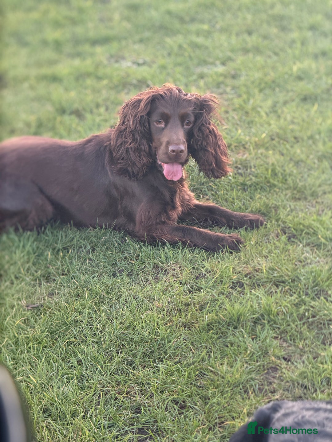 Cocker Spaniel dogs for sale: 6 beautiful Cocker Spaniel puppies.  - Advert 13