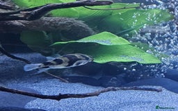 Pufferfish fish for sale: Amazon puffer fish  - Image 4