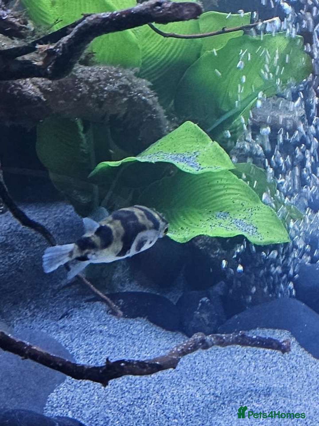 Pufferfish fish for sale: Amazon puffer fish  - Image 4