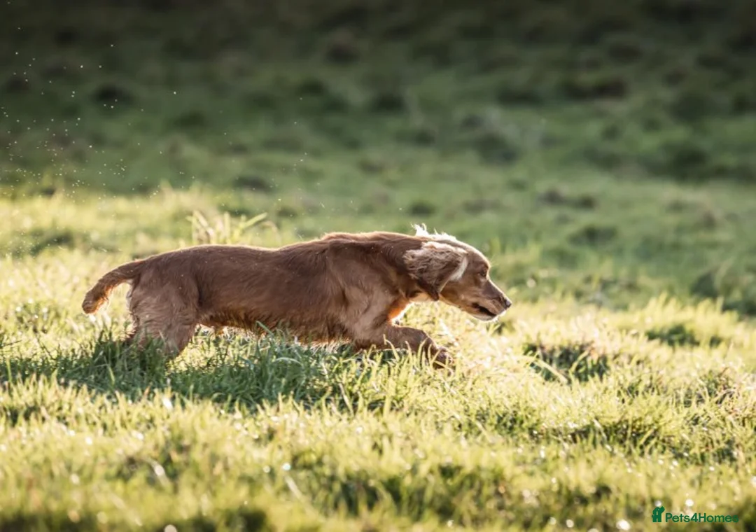 Cocker Spaniel dogs for stud: DNA Health Tested Cocker spaniel stud in Pershore - Advert 2