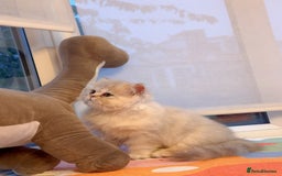 Persian cats for sale: Persian Chinchilla boy Looking for Loving Home - Image 3
