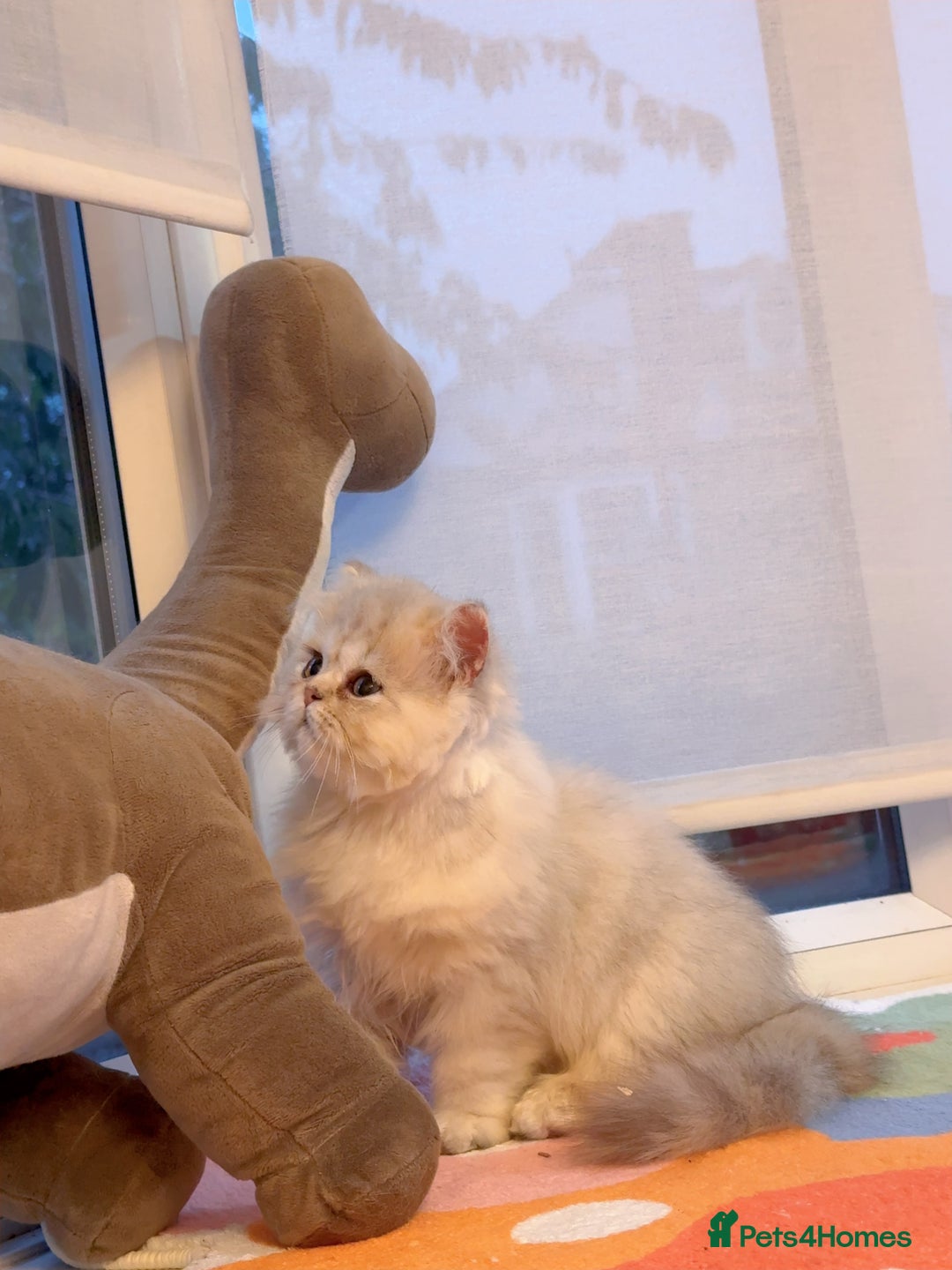 Persian cats for sale: Persian Chinchilla boy Looking for Loving Home - Image 3