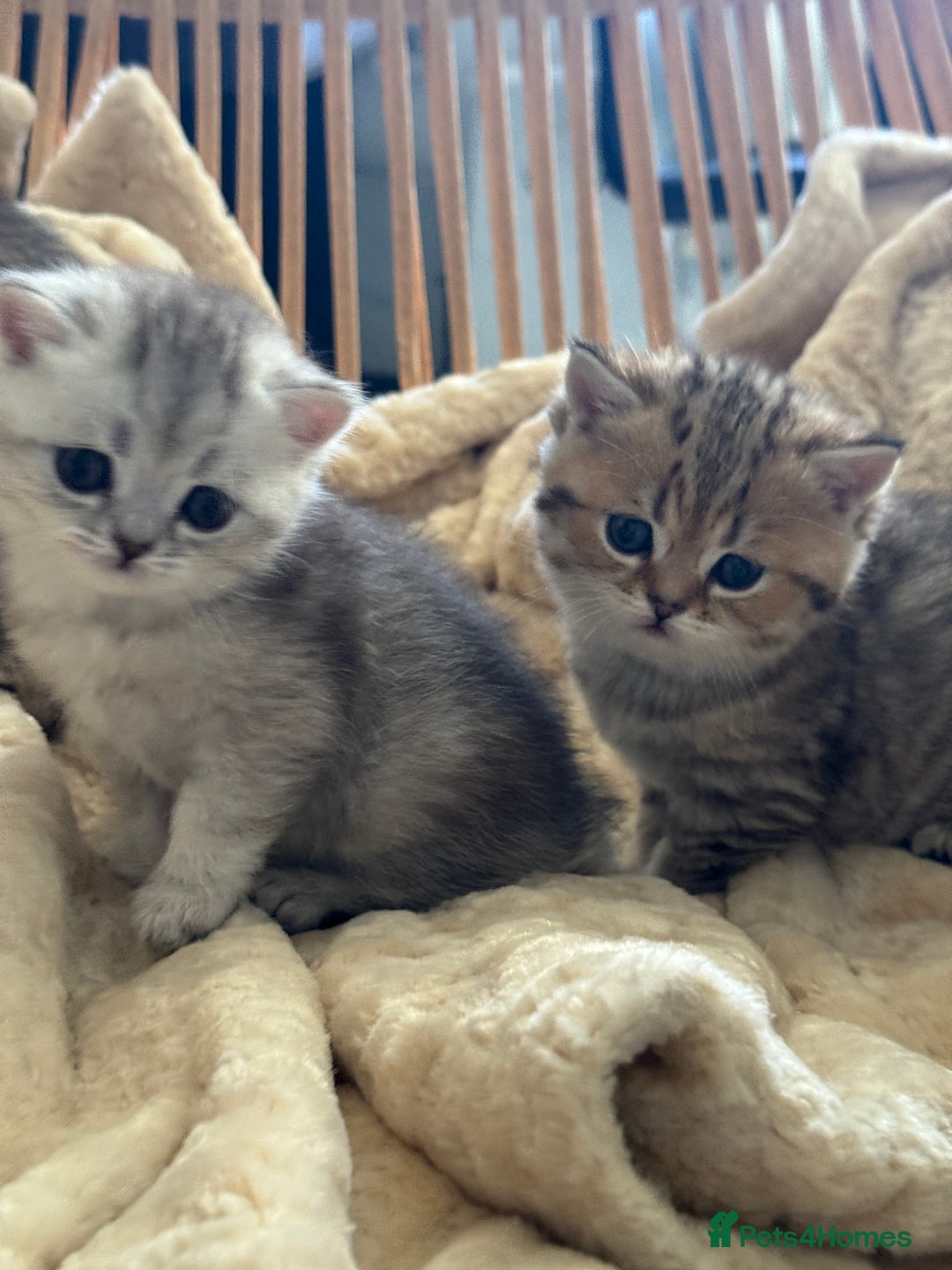 British Shorthair cats for sale: 2 Outstanding BSHLitter Chinchilla &Classic Lines) - Advert 6
