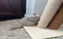 British Shorthair cats for sale: LILAC FEMALE BRITISH SHORTHAIR  - Image 4