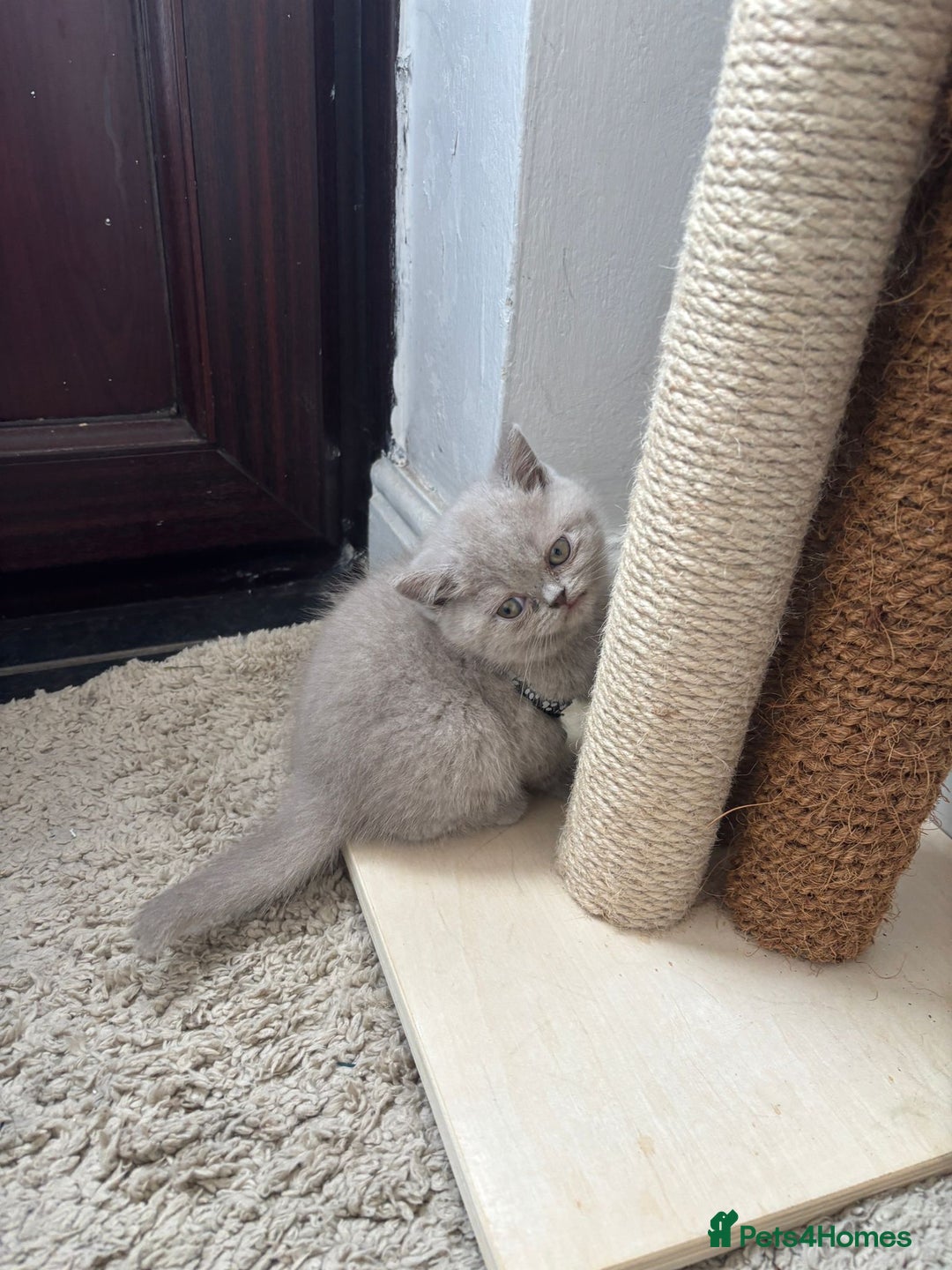 British Shorthair cats for sale: LILAC FEMALE BRITISH SHORTHAIR  - Image 4