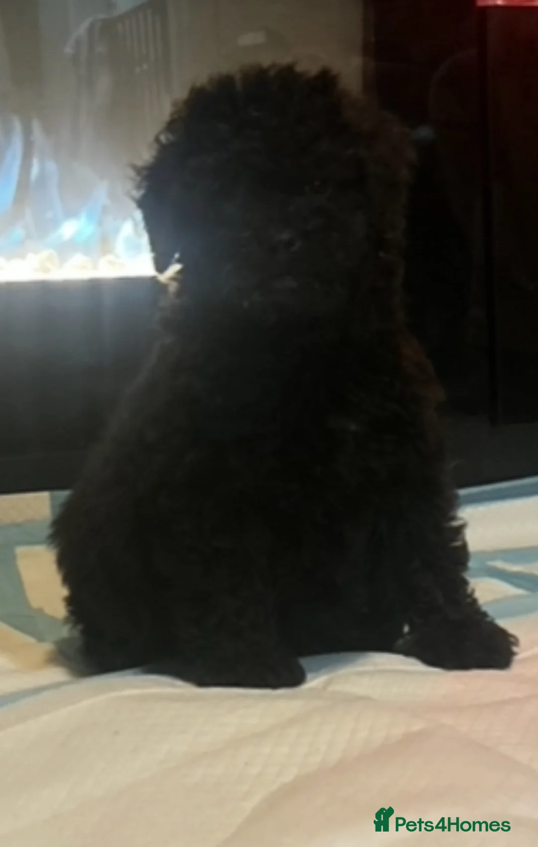 Cavapoo dogs for sale: Last 3 beautiful f1b Cavapoo - Advert 12