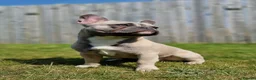 French Bulldog dogs for sale: Frenchie in need of forever home - Advert 3