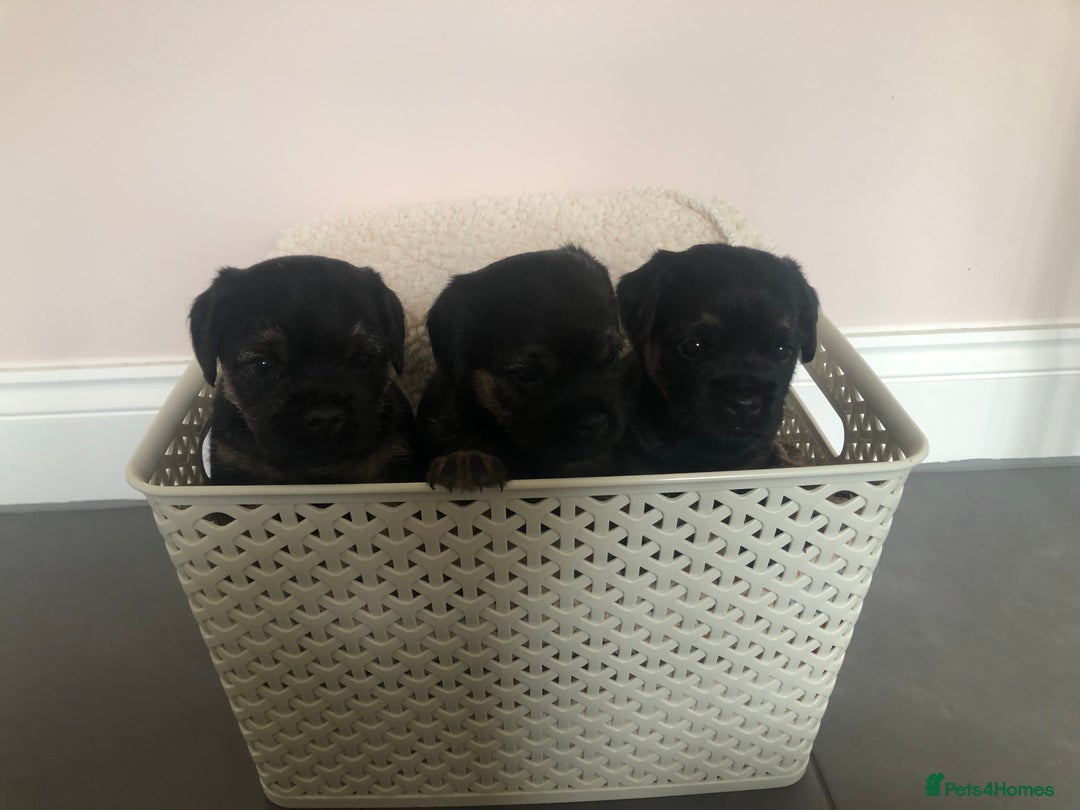 Border Terrier dogs for sale: KC reg Border Terrier Puppies for sale  - Advert 3