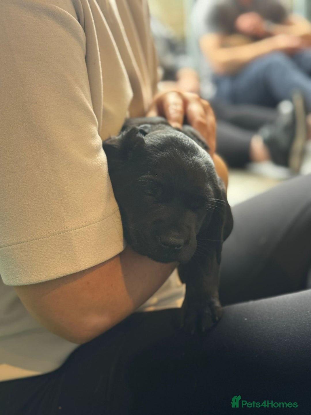 Labrador Retriever dogs for sale: Beautiful Lab Pups Looking for Loving Homes  - Image 11