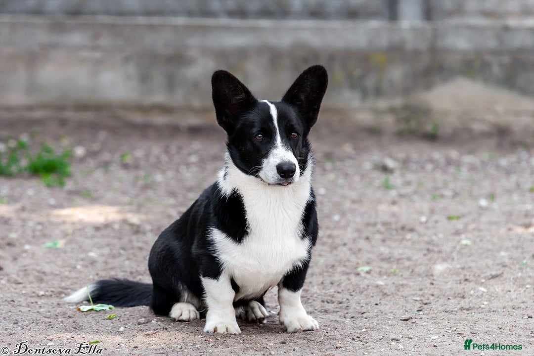 Welsh Corgi Pembroke dogs for adoption: RONNIE – Welsh Corgi Pembroke (Male) - Advert 2