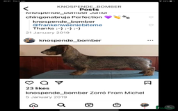 Dachshund dogs for sale: Standard Wirehaired Dacshund  - Image 5
