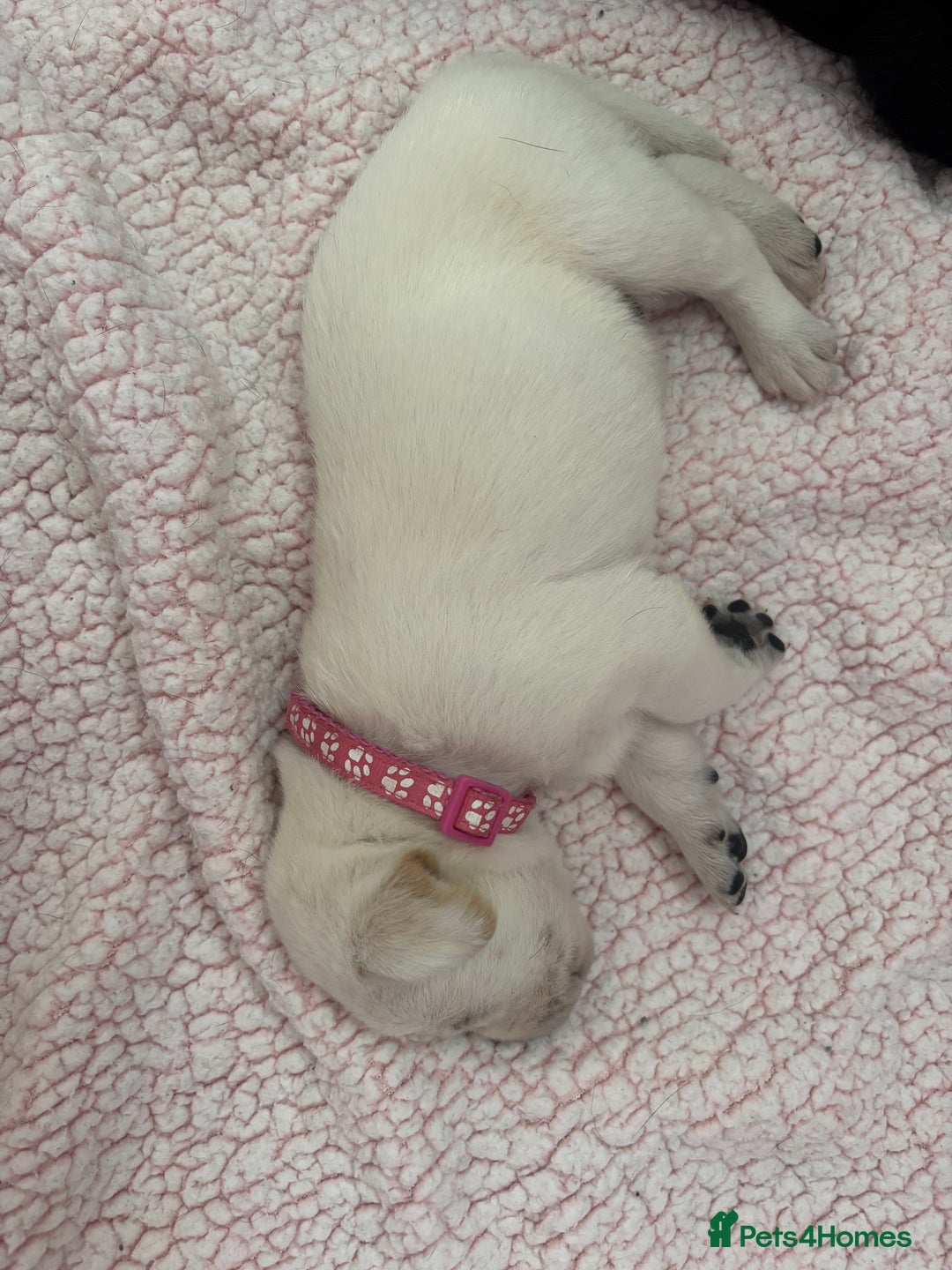 Labrador Retriever dogs for sale: Labrador puppies - Image 5
