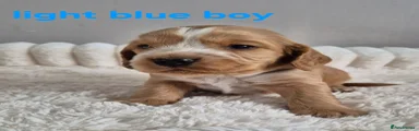Light Blue Collar - Boy