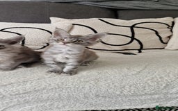 Maine Coon cats for sale: Beautiful GCCF Mainecoon kittens  - Image 4