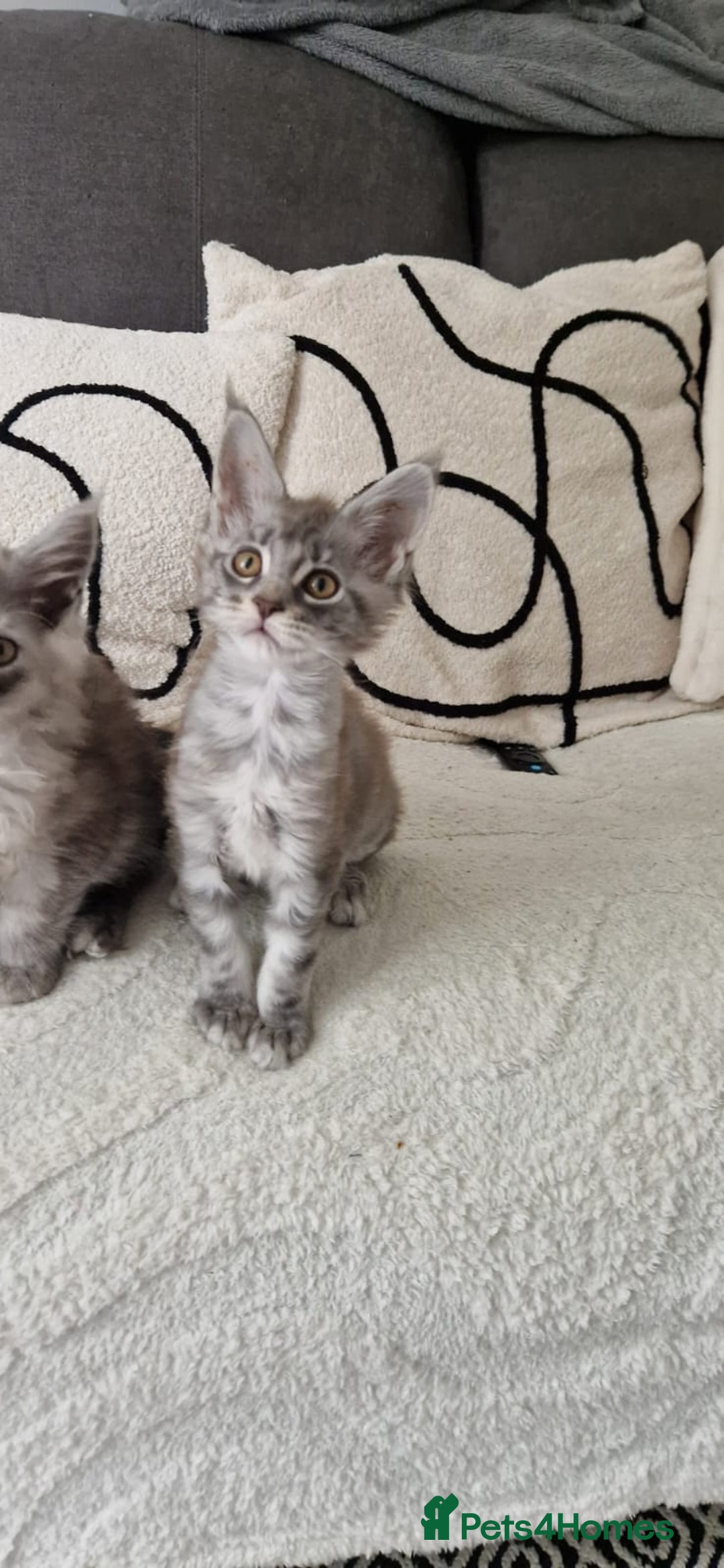 Maine Coon cats for sale: Beautiful GCCF Mainecoon kittens  - Image 4