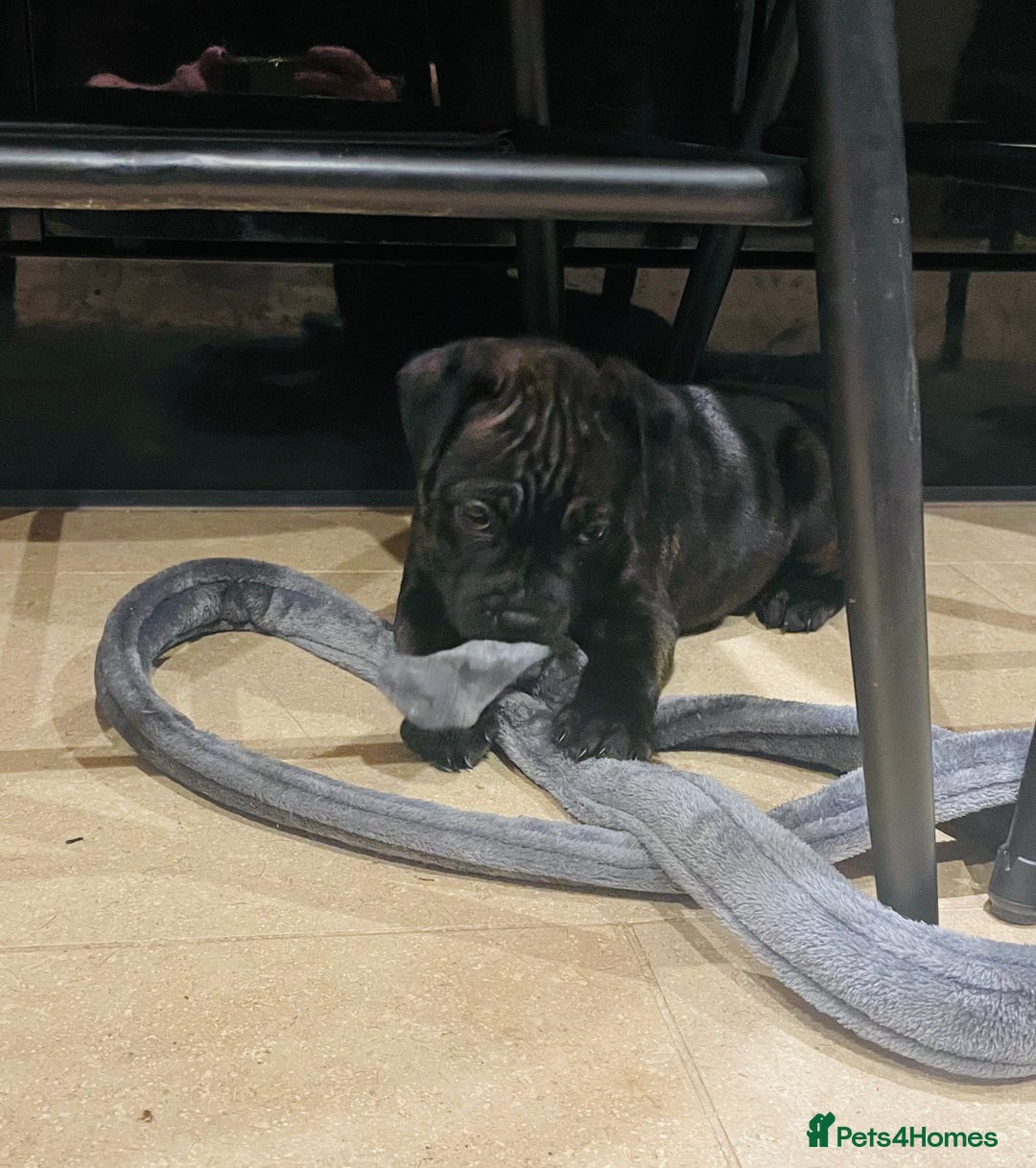 Staffordshire Bull Terrier dogs for sale: KC Reg - Only 1 Boy Available  - Advert 12