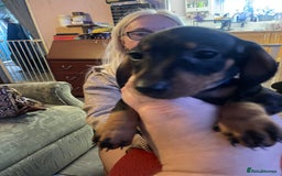 Dachshund dogs for sale: Beautiful dachshund puppies ready now - Image 3