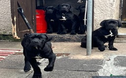 Cane Corso dogs for sale: Champion cane Corso pups ready 1 female 3 male in Londonderry - Image 2
