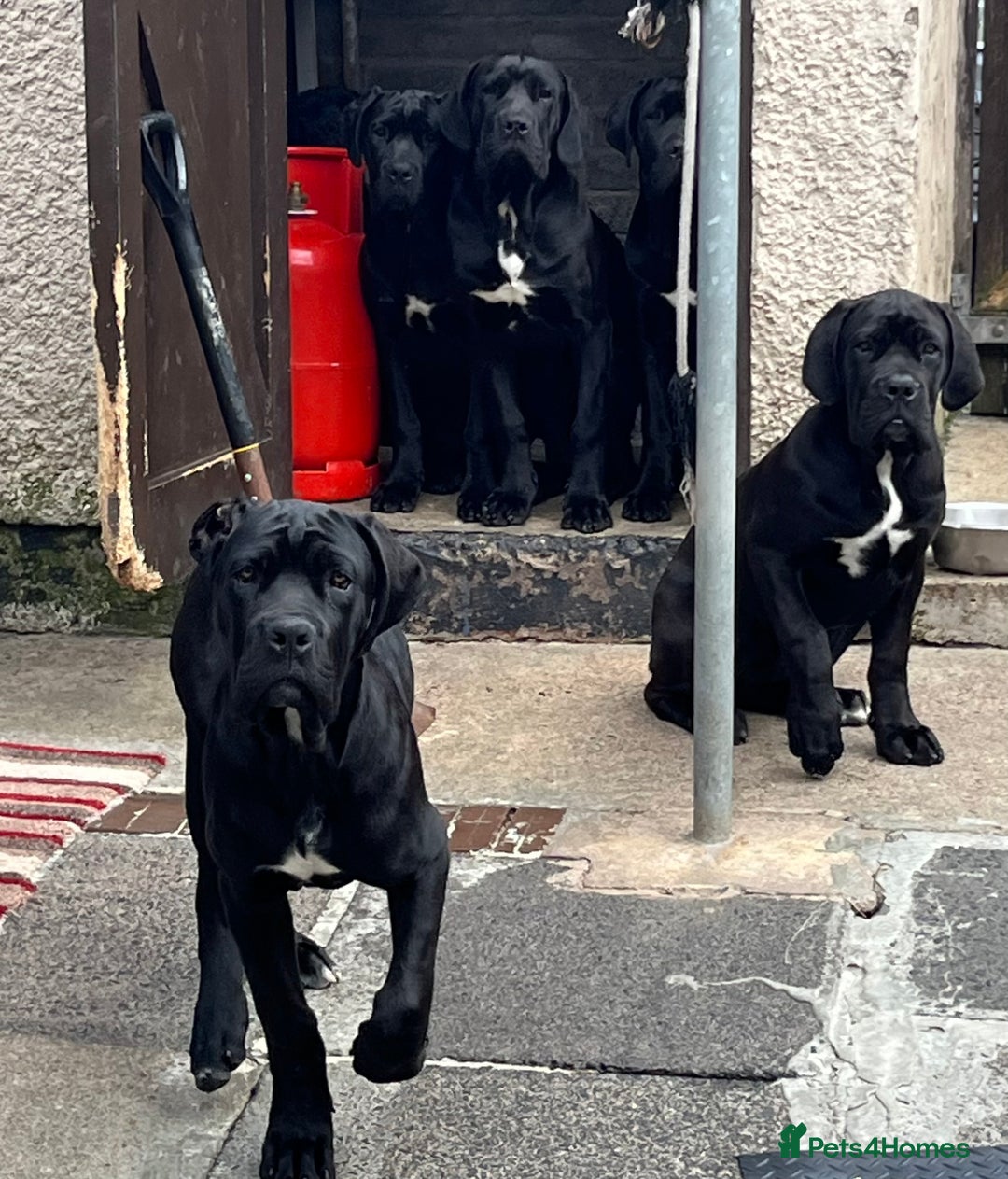 Cane Corso dogs for sale: Champion cane Corso pups ready 1 female 3 male in Londonderry - Image 2